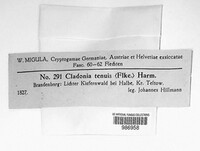 Cladonia ciliata image